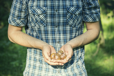 Man holding handful of foraged snails, Vogogna, Verbania, Piemonte, Italy - CUF22889