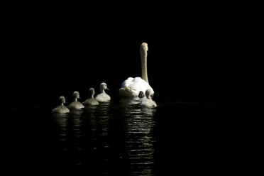 Back view of swimming mute swan and five cygnets - JTF01006