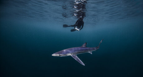 Underwater view of diver swimming above shark, San Diego, California, USA - CUF23025