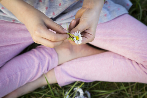 Hände eines kleinen Mädchens, das auf einer Wiese sitzt und ein Gänseblümchen hält, Nahaufnahme, lizenzfreies Stockfoto