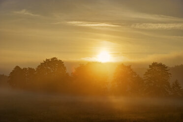 Germany, Bavaria, Swabia, Tussenhausen, morning fog at sunrise, Augsburg Western Woods Nature Park - SIEF07786