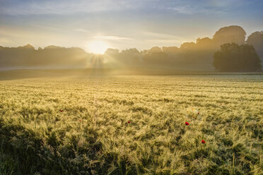 Deutschland, Bayern, Schwaben, Tussenhausen, Getreidefeld und Morgennebel bei Sonnenaufgang, Naturpark Augsburg Westliche Wälder - SIEF07788