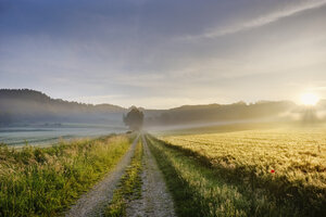 Deutschland, Bayern, Schwaben, Tussenhausen, Feldweg und Morgennebel bei Sonnenaufgang, Naturpark Augsburg Westliche Wälder Feldweg - SIEF07789