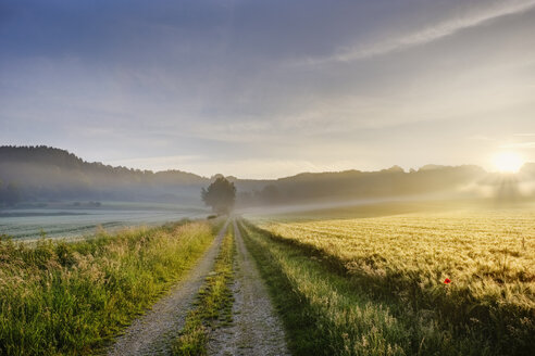 Germany, Bavaria, Swabia, Tussenhausen, field path and morning fog at sunrise, Augsburg Western Woods Nature Parkield path - SIEF07789