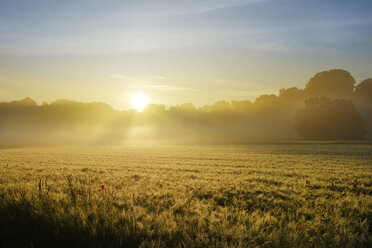 Germany, Bavaria, Swabia, Tussenhausen, Grain field and morning fog at sunrise, Augsburg Western Woods Nature Park - SIEF07790