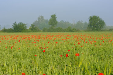 Deutschland, Bayern, Kirchheim, Wiese mit Mohnblumen - SIEF07793