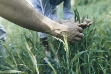 Hände eines Mannes und eines Jungen auf einem Feld - KMKF00335