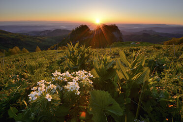 Wildblumen in der Abenddämmerung, Naturpark Bolshoy Thach (Großer Thach), Kaukasisches Gebirge, Republik Adygea, Russland - CUF23103