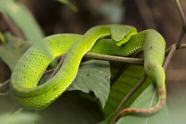 White-lipped pit viper, Trimeresurus albolabris - ZC00623