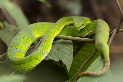 Weißlippen-Grubenotter, Trimeresurus albolabris - ZC00623