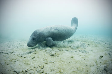 Westindische Seekuh (Trichechus manatus) schwimmt, um frisches Wasser aus Unterwasserquellen am Meeresboden zu trinken, Biosphärenreservat Sian Kaan, Quintana Roo, Mexiko - ISF08796