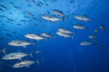 Unterwasseransicht einer Schule von Einaugenmakrelen (Caranx sexfasciatus), San Benedicto, Colima, Mexiko - ISF08797