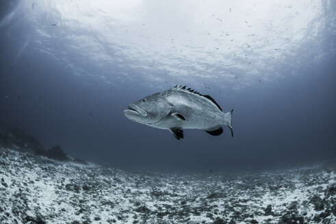 Schwarzer Zackenbarsch (Mycteroperca bonaci) schwimmt über das Riff, Cozumel, Quintana Roo, Mexiko - ISF08799