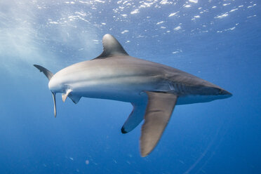 Der Seidenhai (Carcharhinus falciformis) zeigt ein gestresstes Verhalten: gewölbter Körper und nach unten gerichtete Brustflossen. Dieser Zustand kann bei der Jagd beobachtet werden, San Benedicto, Colima, Mexiko - ISF08800