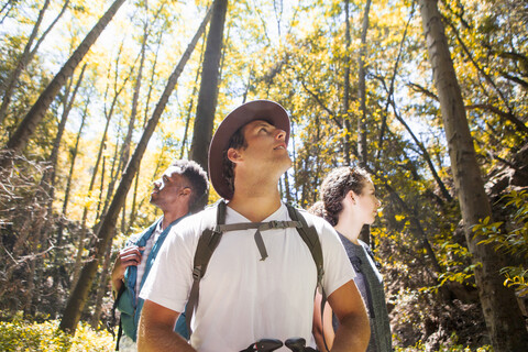 Drei junge erwachsene Wanderer, die im Wald nach oben schauen, Arcadia, Kalifornien, USA, lizenzfreies Stockfoto