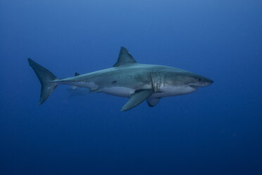 Underwater side view of great shark, Guadalupe Island, Mexico - ISF08860