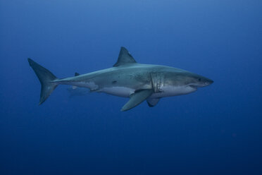 Unterwasser-Seitenansicht eines großen Hais, Insel Guadalupe, Mexiko - ISF08860
