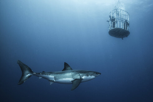 Großer Hai, der Käfigtaucher untersucht, Insel Guadalupe, Mexiko - ISF08861