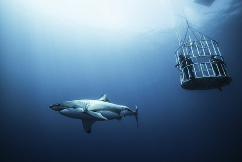 Großer Hai, der Käfigtaucher untersucht, Insel Guadalupe, Mexiko - ISF08862