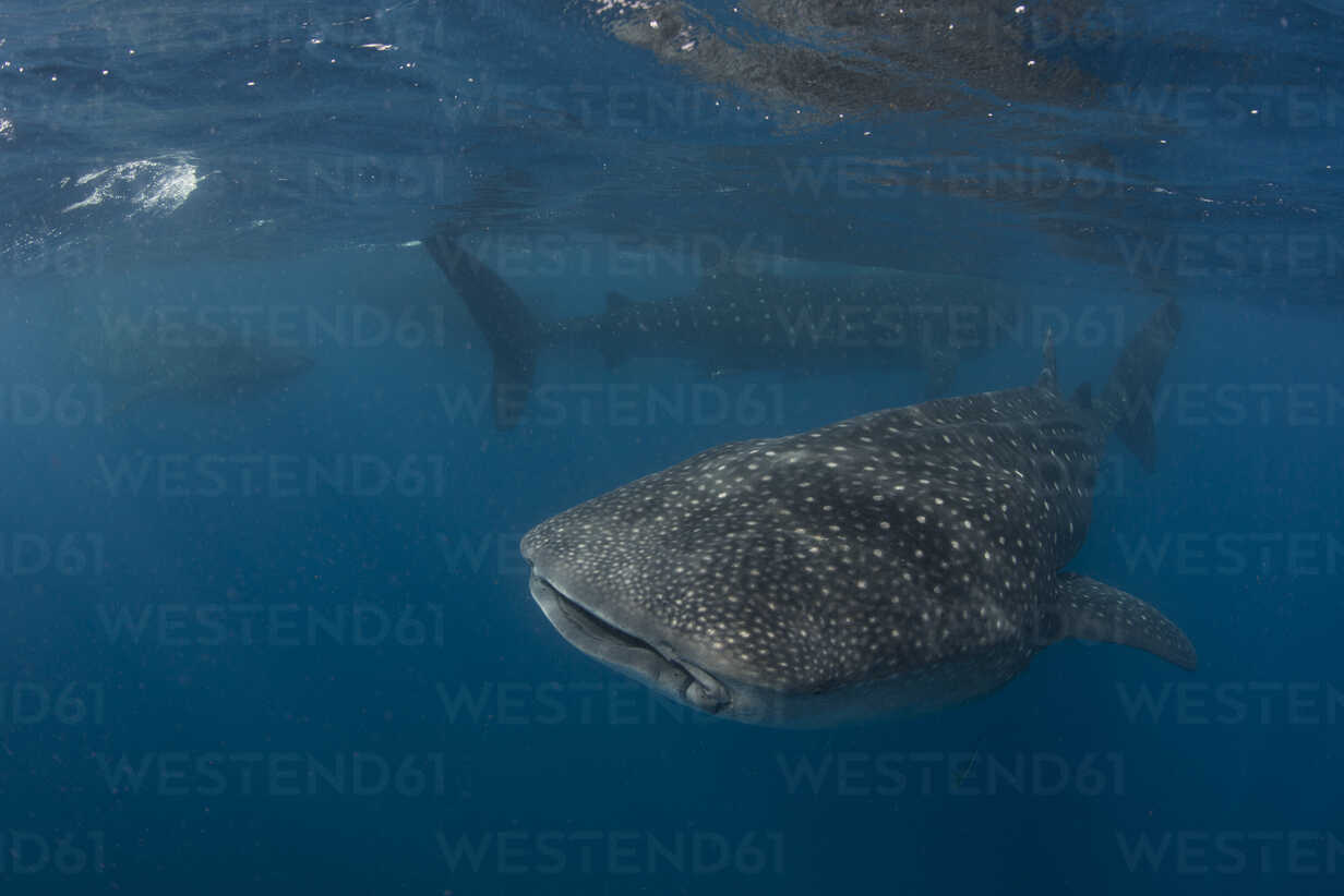 Large whale sharks (Rhincodon typus) feeding on fish eggs at sea surface,  Isla Mujeres, Mexico stock photo