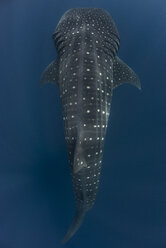 Großer Walhai (Rhincodon typus) im Vorbeiflug, Isla Mujeres, Mexiko - ISF08887