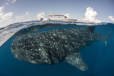 Large whale shark (Rhincodon typus) passing below boat at sea surface, Isla Mujeres, Mexico - ISF08888