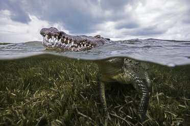 Amerikanisches Krokodil (Crocodylus acutus) an der Meeresoberfläche, Chinchorro Banks, Mexiko - ISF08889