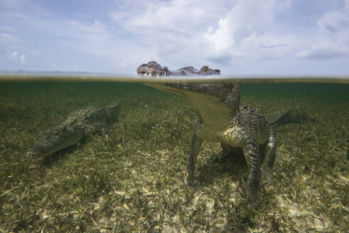 Amerikanisches Krokodil (Crocodylus acutus) an der Meeresoberfläche, Chinchorro Banks, Mexiko - ISF08890