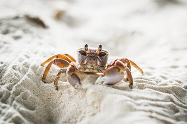 Nahaufnahme einer Krabbe im Sand am Strand, Insel La Digue, Seychellen - FSIF03016