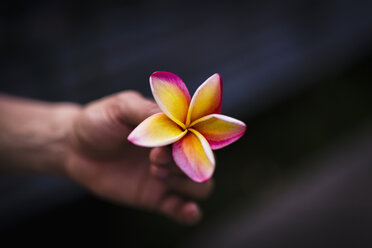 Abgeschnittene Hand einer mittleren erwachsenen Frau, die eine Blume hält - FSIF03017