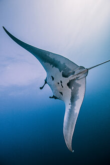Giant oceanic manta ray - ISF08907