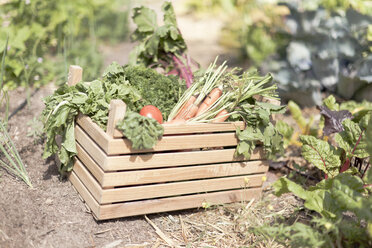 Kiste mit frischem Gemüse im Garten - ISF08928