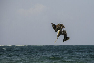 Brown pelican (Pelecanus occidentalis) diving into sea, Puerto Morelos, Mexico - ISF09016