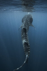 Großer Walhai (Rhincodon typus) beim Fressen von Fischeiern an der Meeresoberfläche, Isla Mujeres, Mexiko - ISF09017