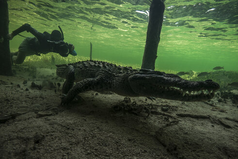 Unterwasserfotograf jagt amerikanisches Krokodil (Crocodylus acutus) auf dem Meeresgrund der Chinchorro Banks, Mexiko - ISF09018