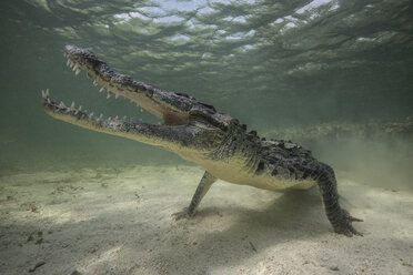 Territoriales amerikanisches Krokodil (Crocodylus acutus) auf dem Meeresgrund, Chinchorro Banks, Mexiko - ISF09019