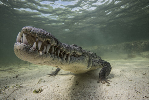 Territoriales amerikanisches Krokodil (Crocodylus acutus) auf dem Meeresgrund, Chinchorro Banks, Mexiko - ISF09020