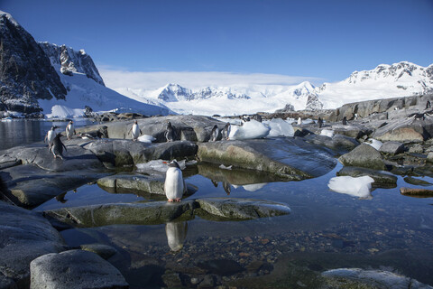 Antarktis, Antarktische Halbinsel, Eselspinguine, Pygoscelis papua, lizenzfreies Stockfoto