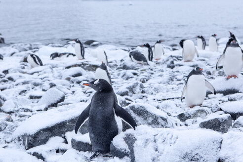 Antarktis, Antarktische Halbinsel, Eselspinguine, Pygoscelis papua - CVF00681