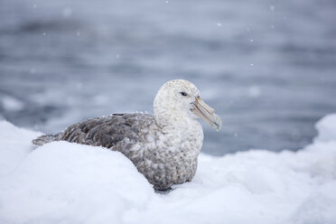 South polar skua, Stercorarius maccormicki - CVF00683