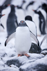 Antarktis, Antarktische Halbinsel, Eselspinguin, Pygoscelis papua - CVF00684