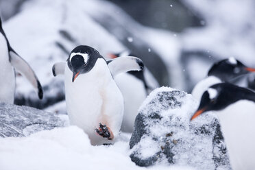 Antarktis, Antarktische Halbinsel, Eselspinguine, Pygoscelis papua - CVF00686