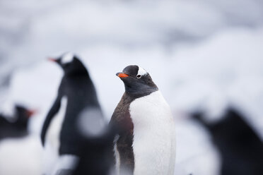 Antarktis, Antarktische Halbinsel, Eselspinguine, Pygoscelis papua - CVF00690