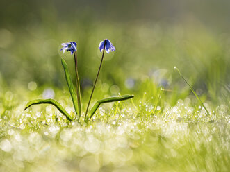 Squills auf feuchter Wiese - BSTF00123