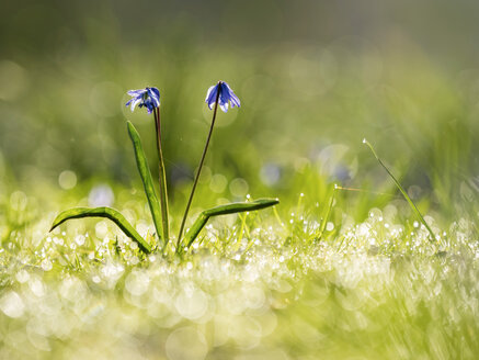 Squills on wet meadow - BSTF00123