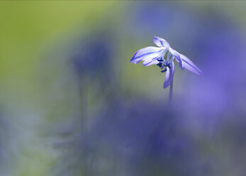 Die Blüte des Squill - BSTF00124