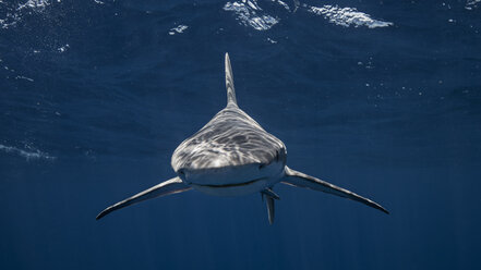 Sandbar shark looking at camera - ISF09043