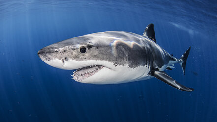 Great white shark - ISF09044