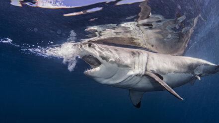Great white shark near water surface - ISF09047