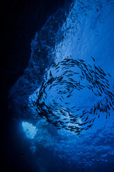 View from below of school of jack fish - ISF09048